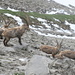Ibexes, there were lots and lots, I counted about 20