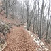 Marea di foglie sul sentiero