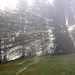 Naturschauspiel Sonne, Wald und Nebel ((-: