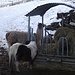 Lama und Ponys im Hof Berger