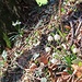 Jede Menge von Frühlings-Knotenblume (Leucojum vernum)