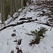 Der Abstieg: wenig Schnee, rutschiges Laub: eigentlich im Wald ein gutes Grödelgelände. Doch die altbewährten 6-Zacker...