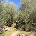 durch einen wunderschönen Olivenhain