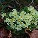 Stängellose Schlüsselblume (Primula vulgaris), bekannter unter dem Namen "Primel".