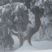Wegmarkierung an winterlich geschmücktem, mächtigem, Baum