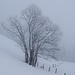 heute ein Hauptaugenmerk: winterliche Bäume im Nebel