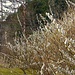 Frühling in Neumühle