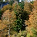 Abstieg nach Pürzelbach durch herbstlichen Wald