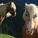 Pferde bei Pürzelbach