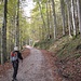 Waldweg von Obernach aufwärts - noch herbstlich