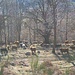 Salendo per la forestale sono osservato dalle curiose mucche scozzesi