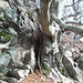 Come Atlante quest'albero sembra sostenere la roccia