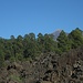 Hinter dem Pinienwald schaut ganz schüchtern der Pico del Teide hervor.