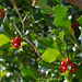 Stechpalme, eingeschlechtig, weibliche Pflanze (Ilex aquifolium)