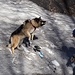 Deve essere un cane "scialpinista" ... appena vede la neve inizia a giocare e divertirsi ... ;)