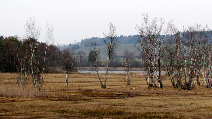 Ein Bild, das Gras, draußen, Feld, stehend enthält.

Automatisch generierte Beschreibung