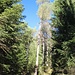 Waldsteig