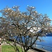 die Magnolienbäume blühen schon