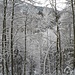 Frisch verschneiter Wald