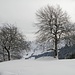 Wunderschöne Bäume zieren die herrlich verschneite Landschaft