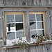 Fenster Einblick mit Spieglung mit so sauberen Fenstern!