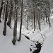 Schöner verschneiter Wunderwald