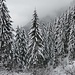 Wintermärchenwald...