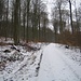 lange Forstwege im Buchenwald - typisch Spessart