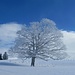Prächtiger Baum in einer tollen Winterlandschaft
