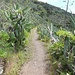 Schöner, von Kakteen und Aloe Vera gesäumter Wanderweg hinab zum Cruz de Hilda