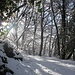 <b>Dopo un’ora di cammino nel silenzio quasi totale, i primi raggi di sole provocano un incessante stillicidio dalle piante, cascate di neve, nonché fragorose rotture di rami sotto il peso della neve fradicia. </b>