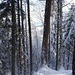 Aufstieg durch den schön verschneiten Wald