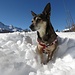 la mitica Suni all'Alpe Calantiggine tra tantissima bella neve