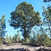 Der "Pinus Padre", der "Vater aller Kiefern"