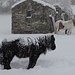 Cavalli sotto la nevicata