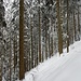 geometrischer wirkender Tannenwald - im Winter besonders fotogen