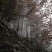Nebelsonnenwald