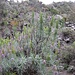 Trocken und feucht - die Gegensätze dieser Wanderung, was man an der Vegetation sieht. Unten noch im Tal eher trocken...