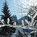 der Morgenfrost zeigt uns vergängliche Kunstwerke - im Kleinen ...