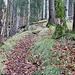 Waldsteig
