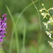 Two orchids <br />Left: Spotted Orchid (Geflecktes Knabenkraut. Dactylorhiza maculata) <br />Right: Lesser Butterfly-Orchid (Weisses Breitkölbchen, Platanthera bifolia)