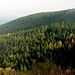 Blick vom Weissen Stein auf den Olegge genannten östlichsten Vorsprung des Osterwalds, eine einsame Waldlandschaft.