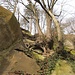 bewundernswert, wie sich die doch kräftigen Bäume am Fels halten