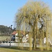 Diese gigantische Weide steht bei der Griesbachmühle.