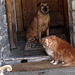 i due simpatici cagnetti dell'agriturismo