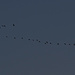 Vogelzug / migrazione degli uccelli