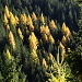 Herbstwald im Val d'Err: Tannen und Lärchen gemischt