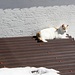 "[https://de.wikipedia.org/wiki/Die_Katze_auf_dem_hei%C3%9Fen_Blechdach_(Film) die Katze auf dem heissen Blechdach]" - auf Rigi Kaltbad