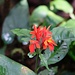 Costa Ricanische Blütenpflanze ...