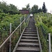 Viele Treppen führen auf den baselstädtischen Weinberg